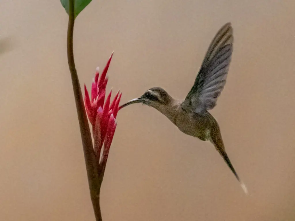 红喉隐蜂鸟(Phaethornis nattereri)