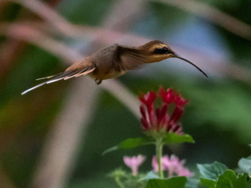红喉隐蜂鸟(Phaethornis nattereri)
