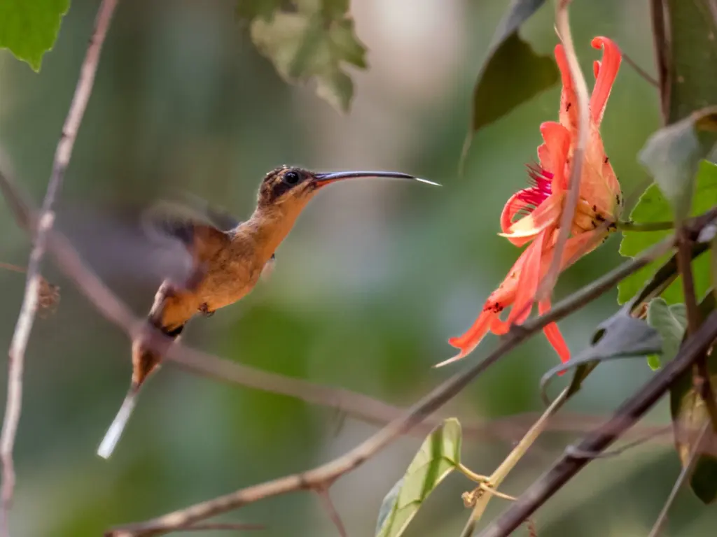 细嘴隐蜂鸟(Phaethornis philippii)