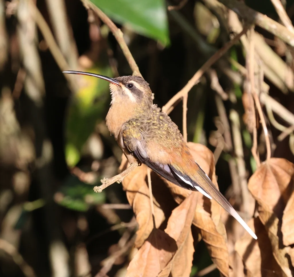 普拉隐蜂鸟(Phaethornis pretrei)