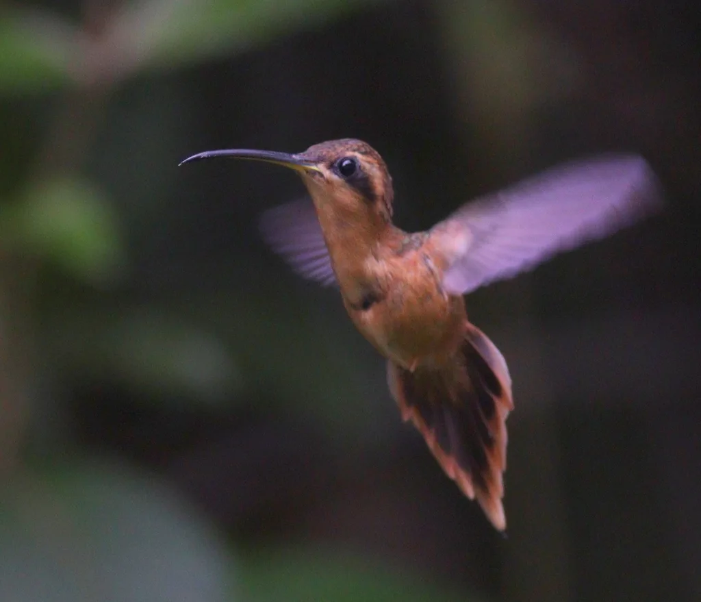 红隐蜂鸟(Phaethornis ruber)