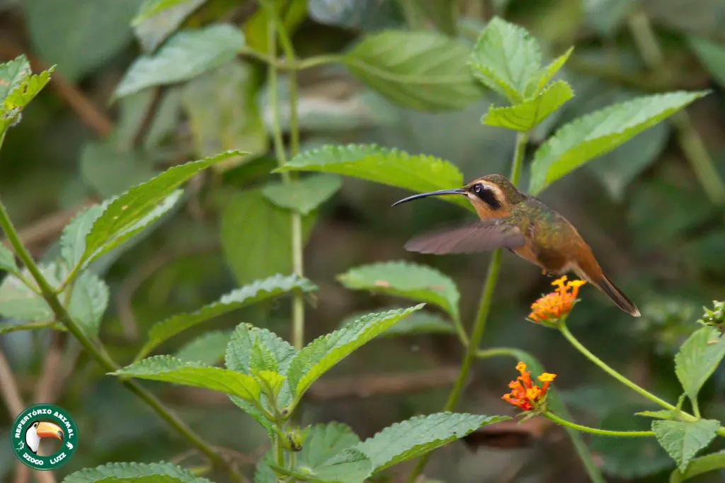 红隐蜂鸟(Phaethornis ruber)