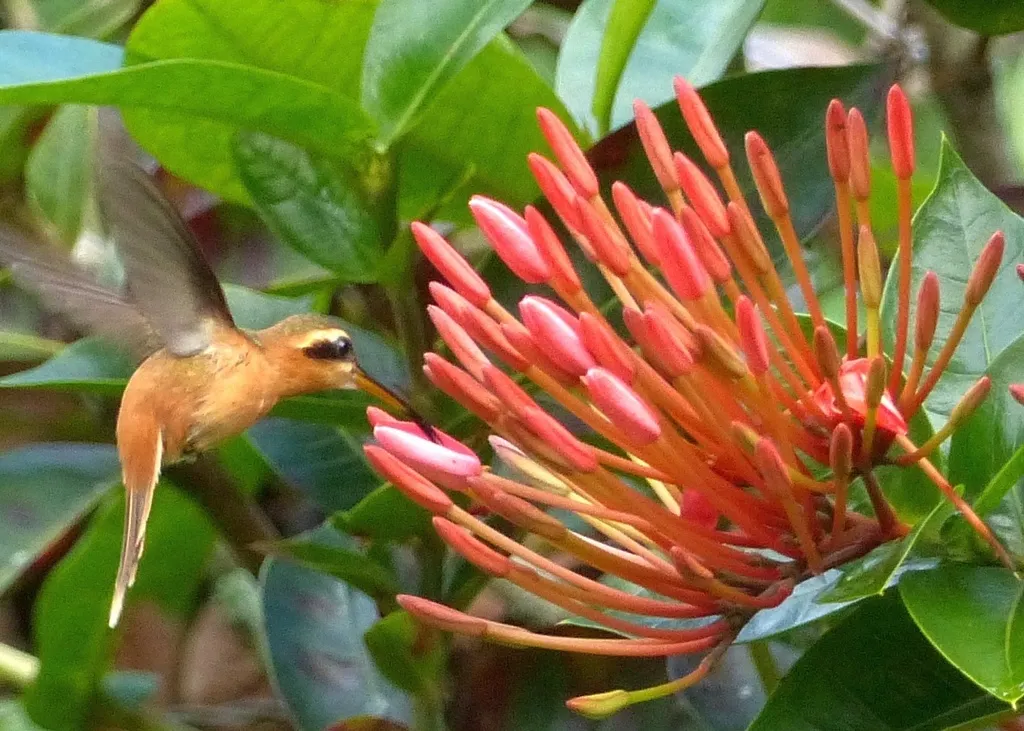 红隐蜂鸟(Phaethornis ruber)