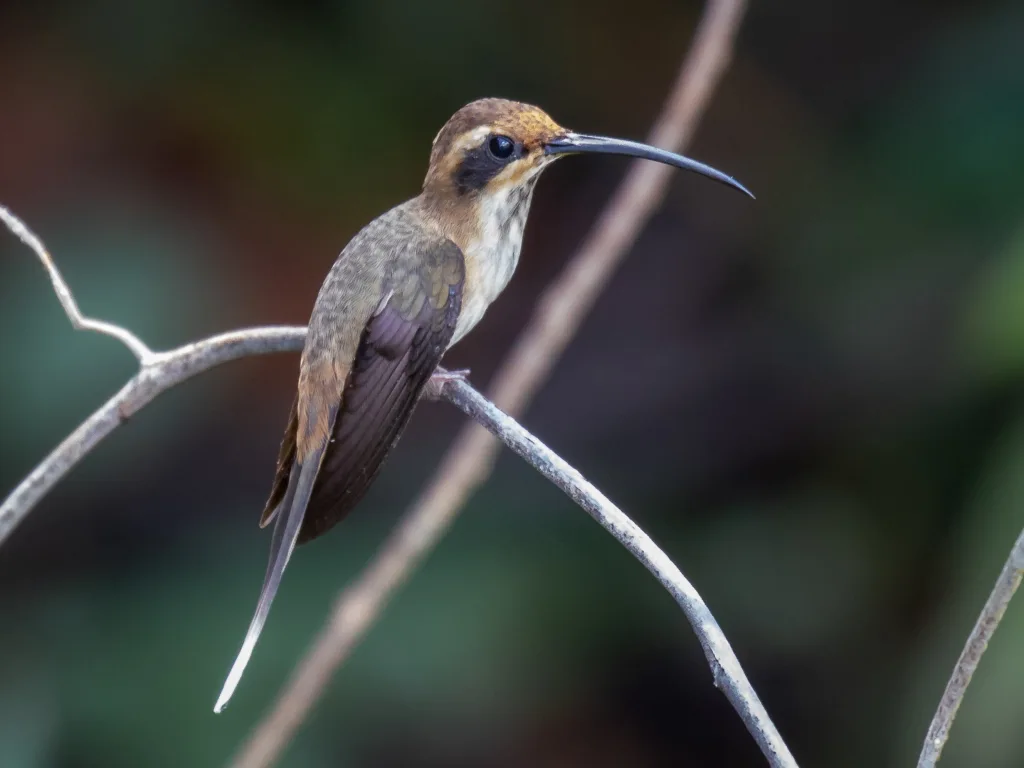 斑喉隐蜂鸟(Phaethornis rupurumii)