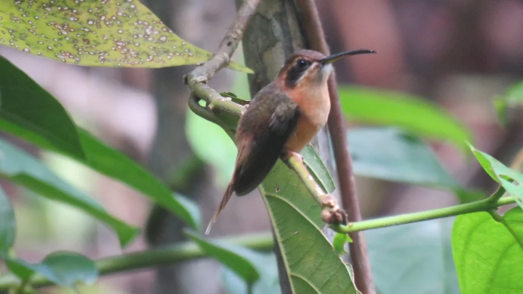 纹喉隐蜂鸟(Phaethornis striigularis)