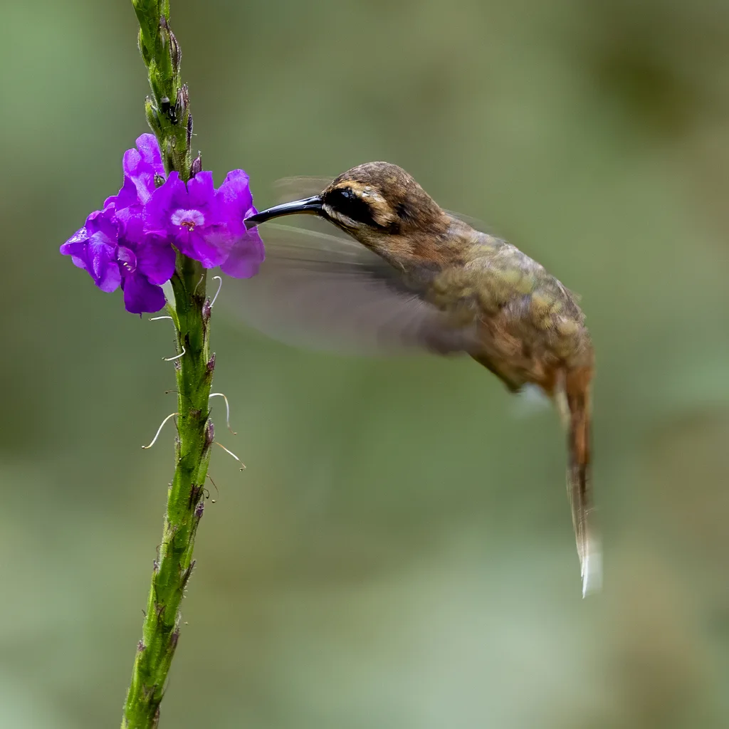 纹喉隐蜂鸟(Phaethornis striigularis)