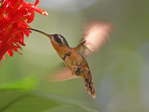 白眉隐蜂鸟