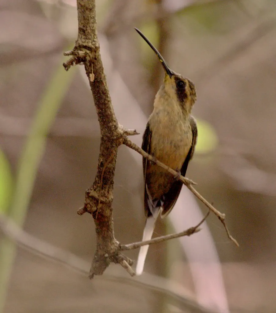 黄腹隐蜂鸟(Phaethornis subochraceus)