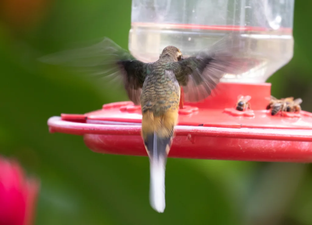 茶腹隐蜂鸟(Phaethornis syrmatophorus)