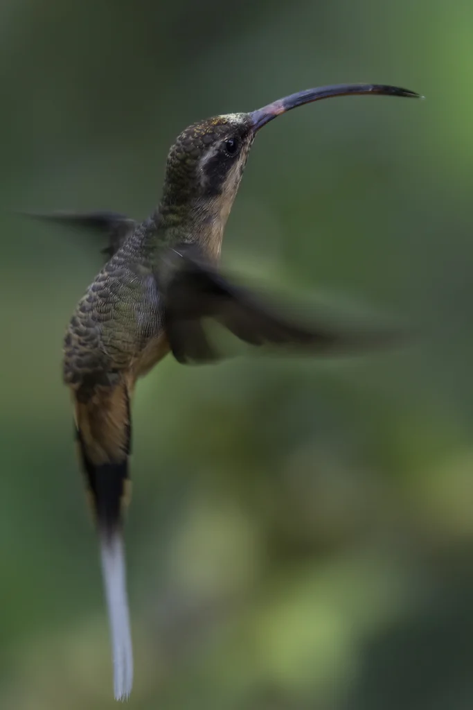 茶腹隐蜂鸟(Phaethornis syrmatophorus)