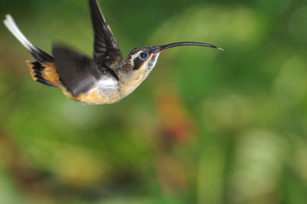 茶腹隐蜂鸟(Phaethornis syrmatophorus)
