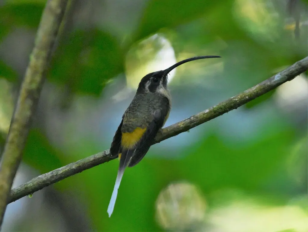 茶腹隐蜂鸟(Phaethornis syrmatophorus)
