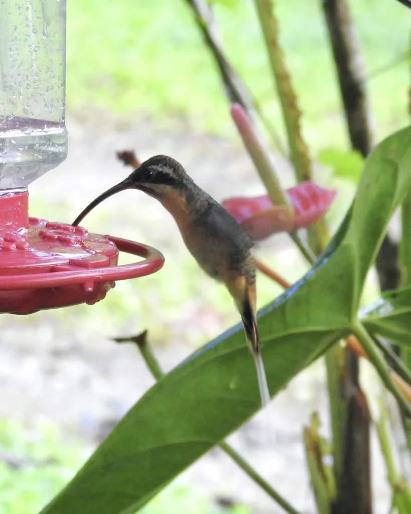 茶腹隐蜂鸟(Phaethornis syrmatophorus)
