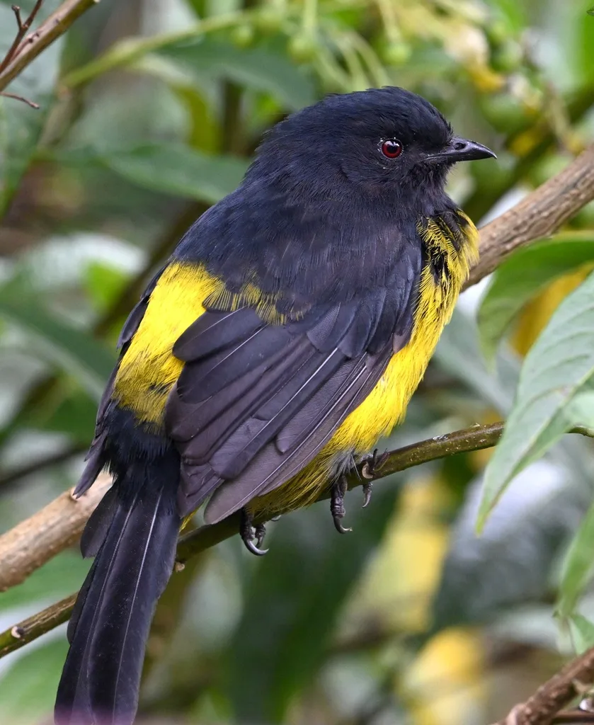 黑黄丝鹟（Phainoptila melanoxantha）