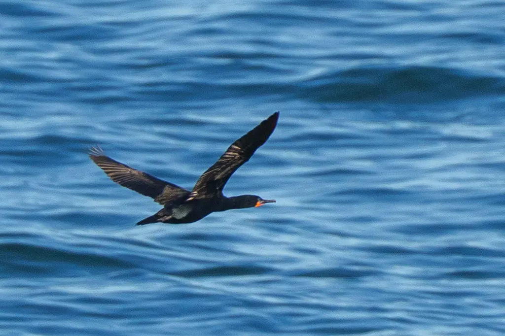 南非鸬鹚(Phalacrocorax capensis)