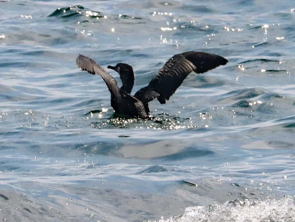 暗绿背鸬鹚（Phalacrocorax capillatus）