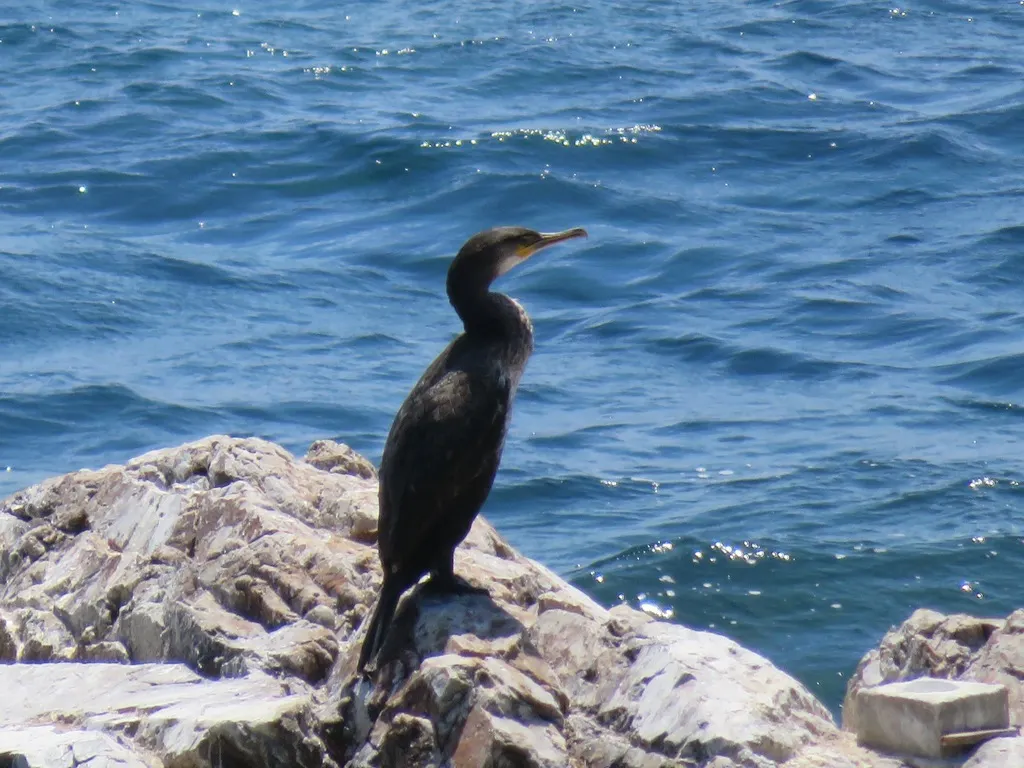 暗绿背鸬鹚（Phalacrocorax capillatus）
