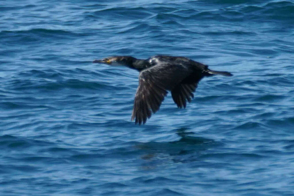 暗绿背鸬鹚（Phalacrocorax capillatus）