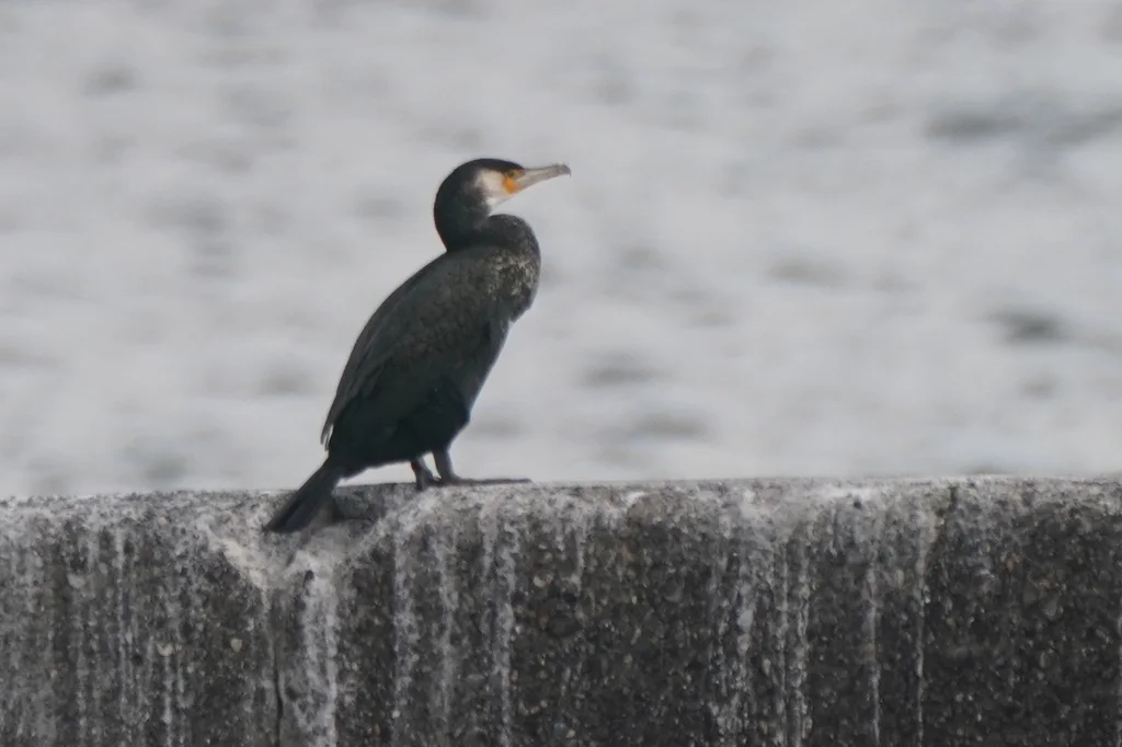 暗绿背鸬鹚（Phalacrocorax capillatus）