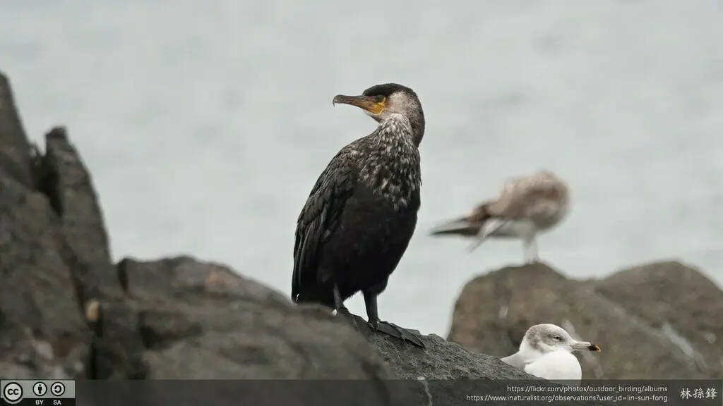 暗绿背鸬鹚(Phalacrocorax capillatus)