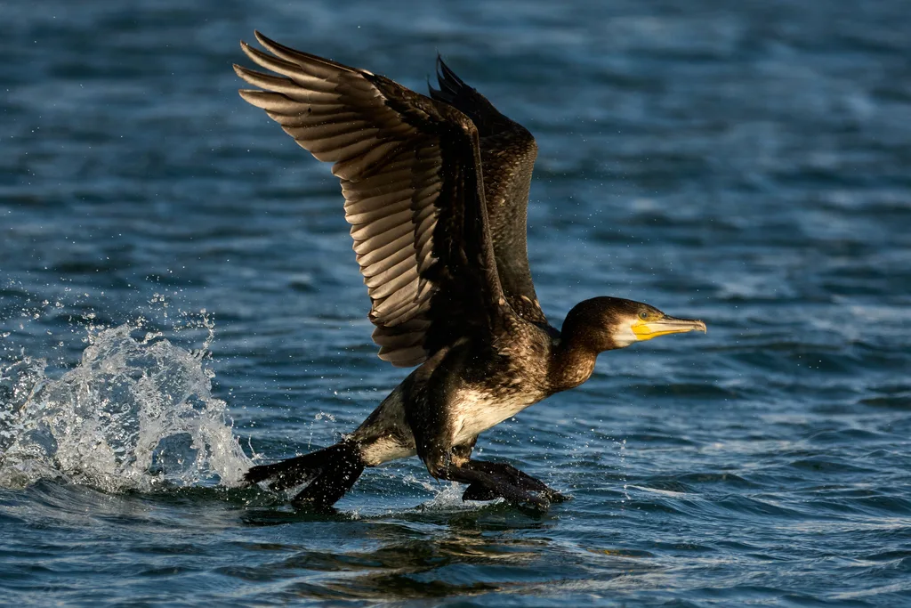 普通鸬鹚（Phalacrocorax carbo）