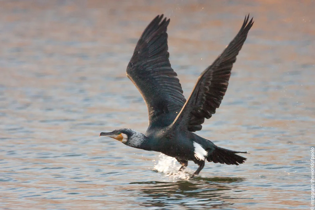 普通鸬鹚（Phalacrocorax carbo）