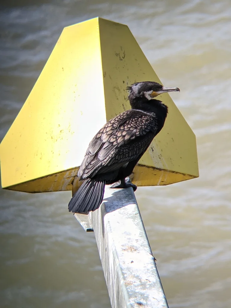 普通鸬鹚（Phalacrocorax carbo）