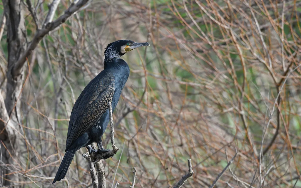 普通鸬鹚（Phalacrocorax carbo）