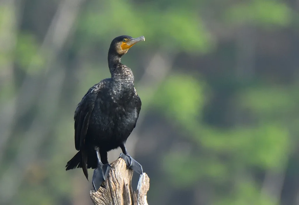 普通鸬鹚（Phalacrocorax carbo）