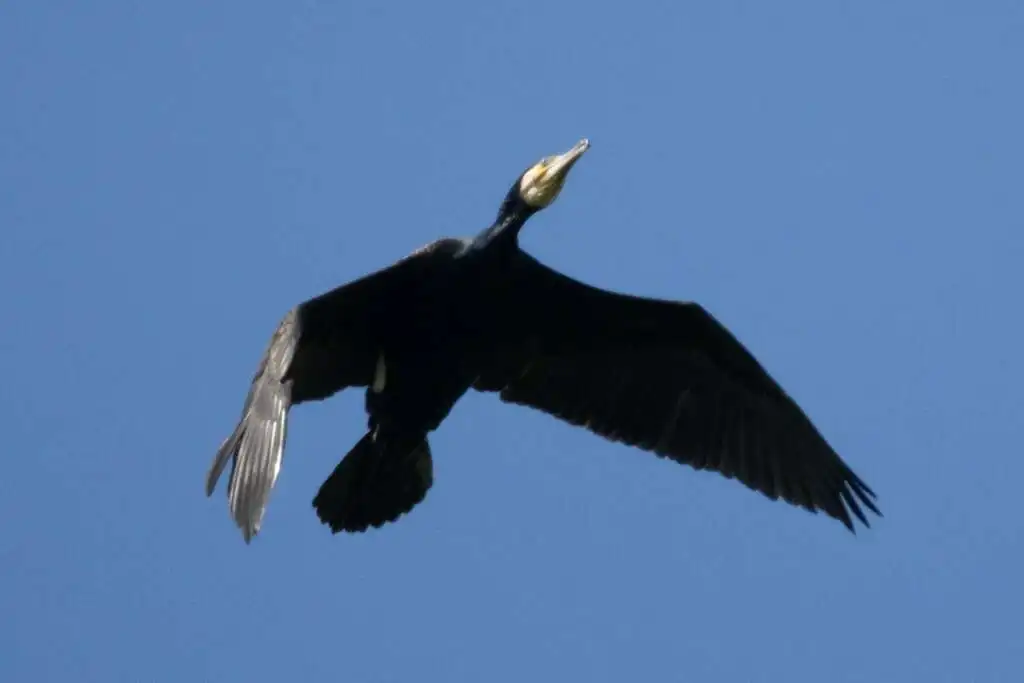 普通鸬鹚（Phalacrocorax carbo）