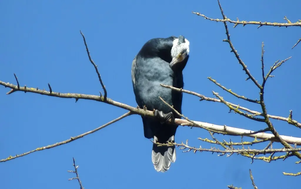 普通鸬鹚（Phalacrocorax carbo）