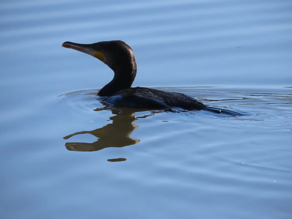 普通鸬鹚(Phalacrocorax carbo)