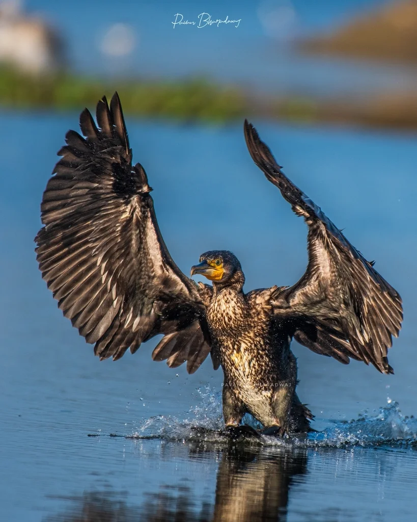 普通鸬鹚(Phalacrocorax carbo)