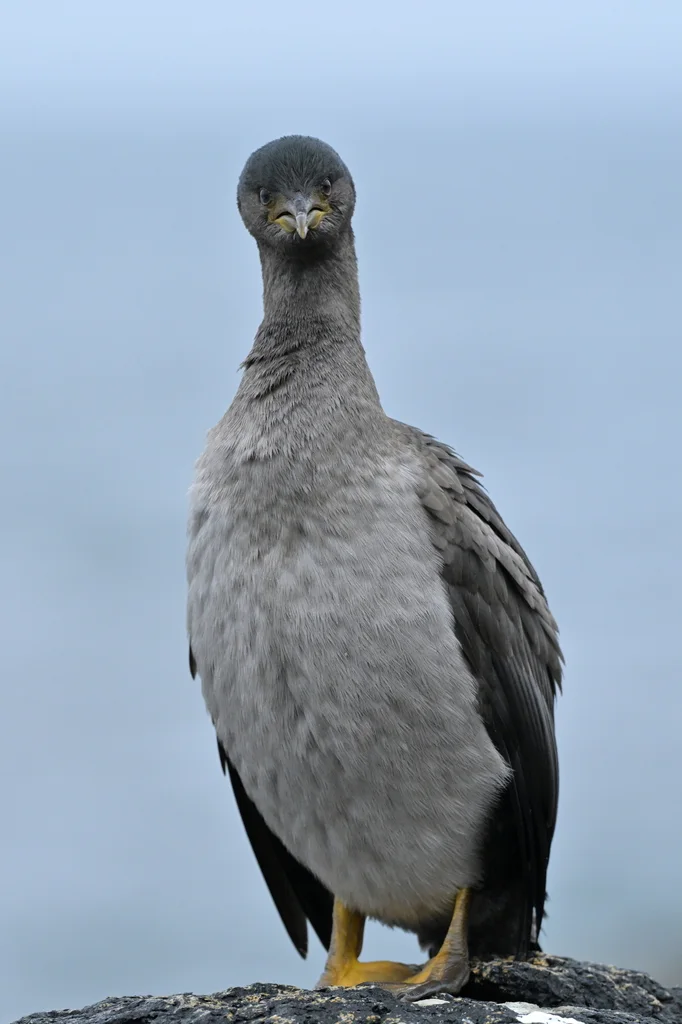 皮岛鸬鹚(Phalacrocorax featherstoni)