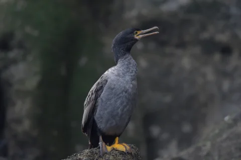 皮岛鸬鹚