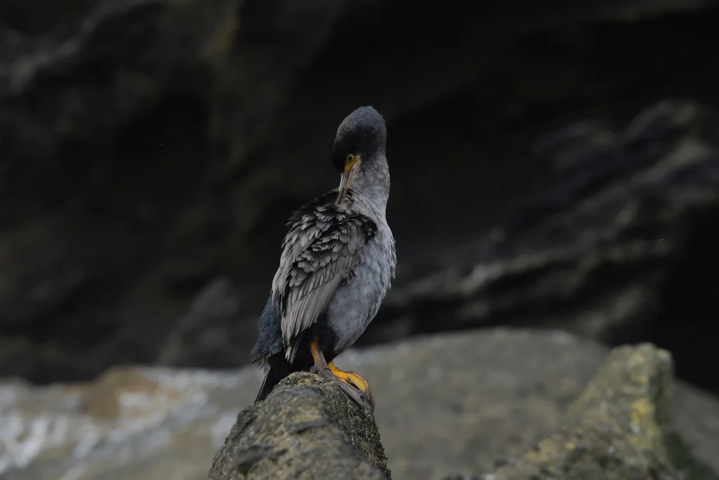 皮岛鸬鹚(Phalacrocorax featherstoni)