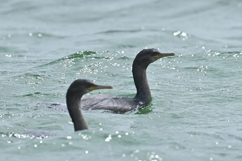 皮岛鸬鹚(Phalacrocorax featherstoni)