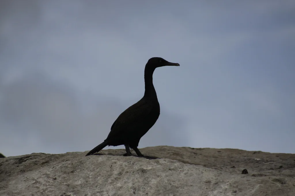 岸鸬鹚(Phalacrocorax neglectus)