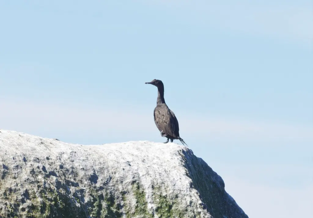 岸鸬鹚(Phalacrocorax neglectus)