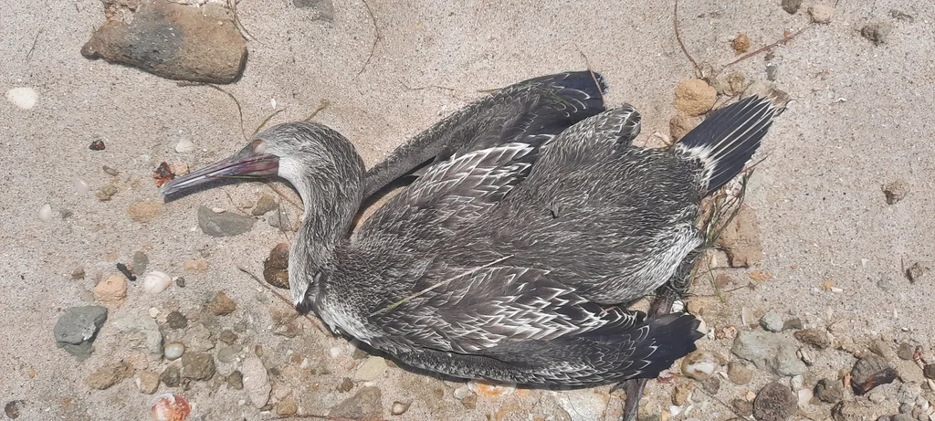 黑喉鸬鹚(Phalacrocorax nigrogularis)