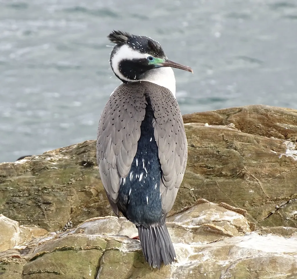 点斑鸬鹚(Phalacrocorax punctatus)