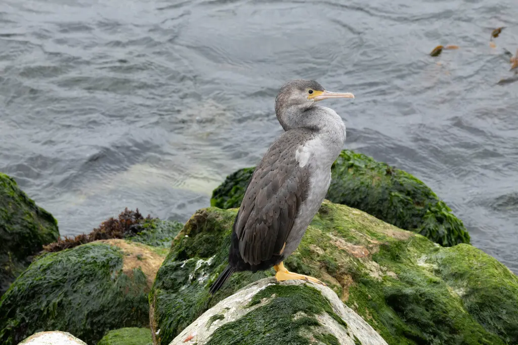点斑鸬鹚(Phalacrocorax punctatus)