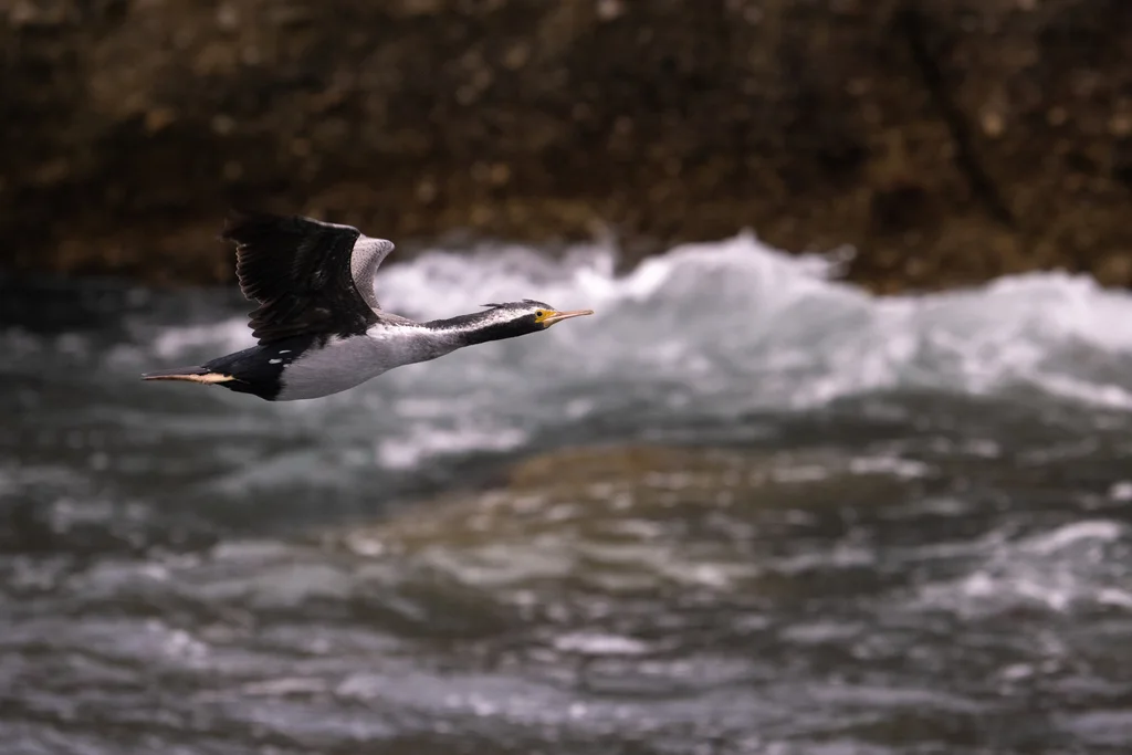 点斑鸬鹚(Phalacrocorax punctatus)