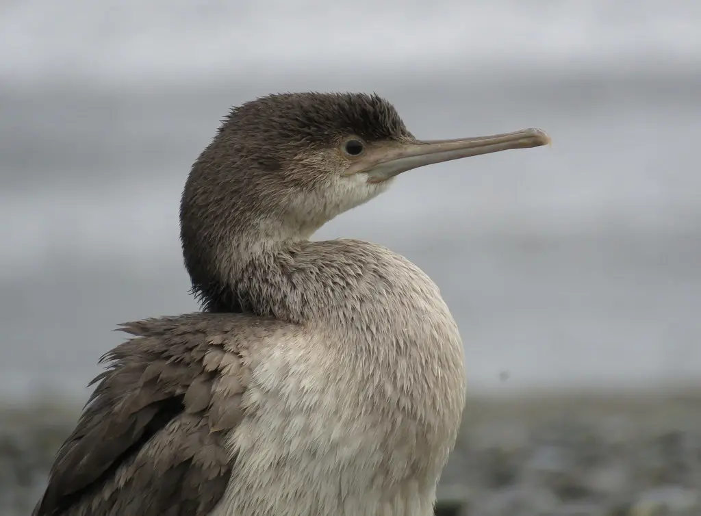 点斑鸬鹚(Phalacrocorax punctatus)