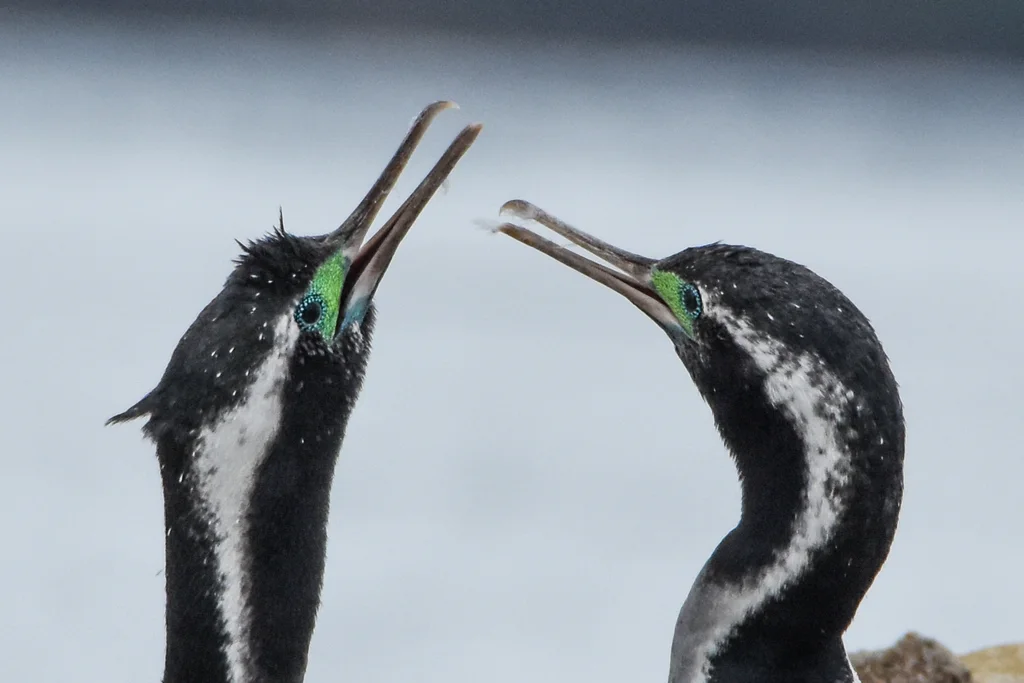 点斑鸬鹚(Phalacrocorax punctatus)