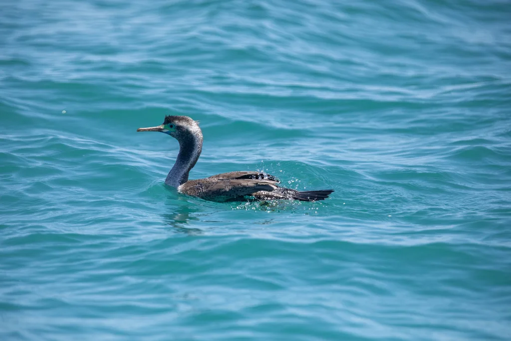 点斑鸬鹚(Phalacrocorax punctatus)