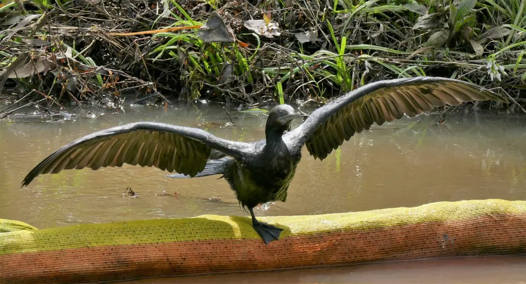 小黑鸬鹚(Phalacrocorax sulcirostris)