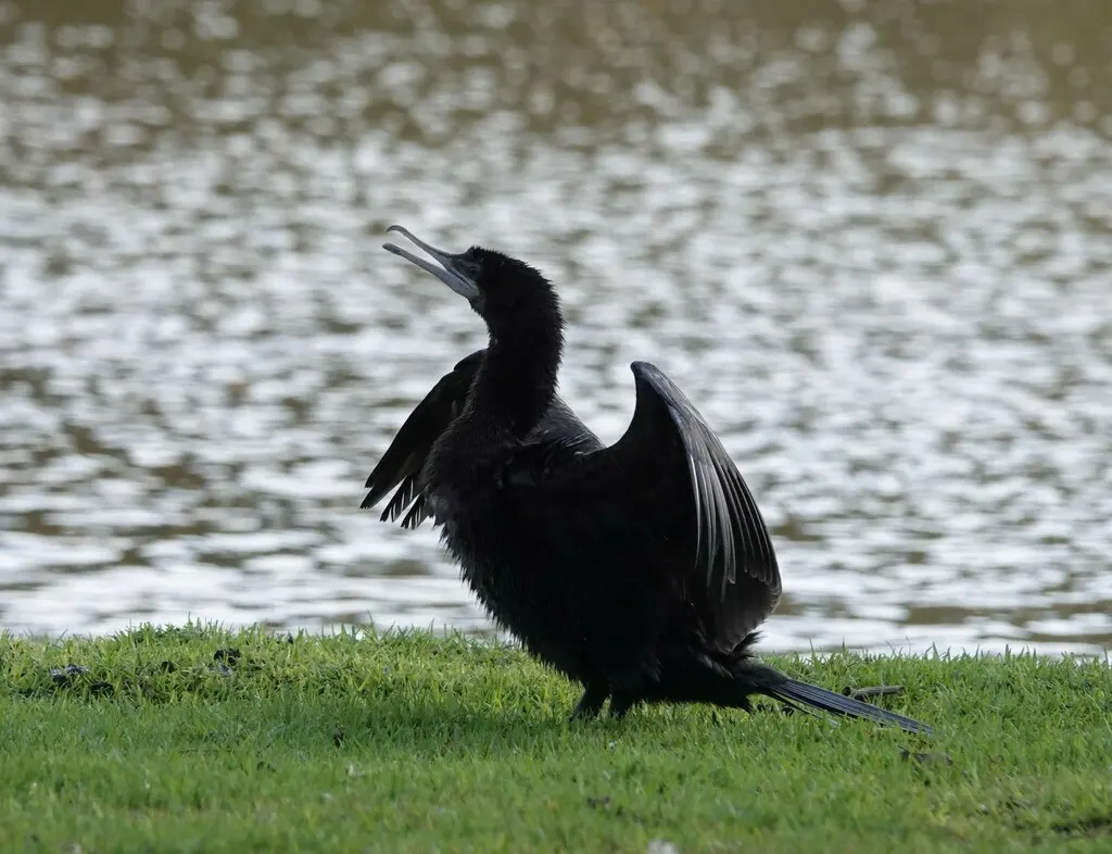 小黑鸬鹚(Phalacrocorax sulcirostris)