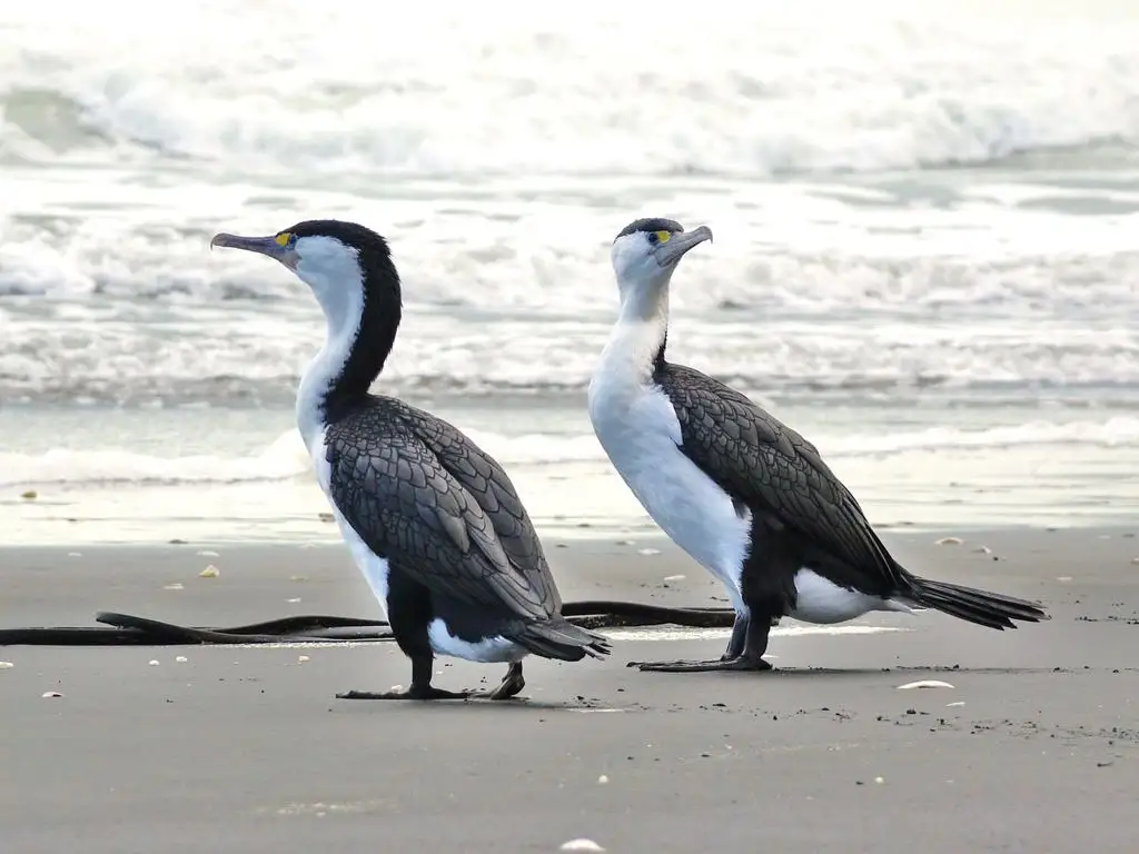 斑鸬鹚(Phalacrocorax varius)