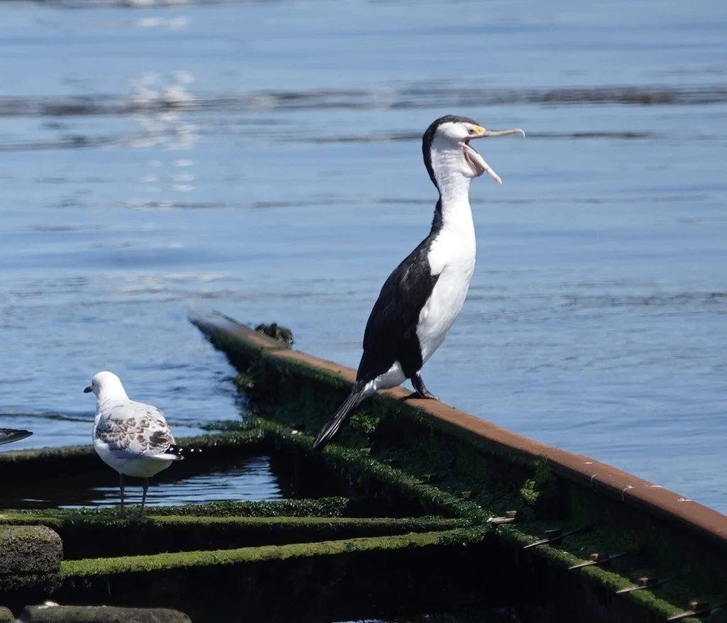 斑鸬鹚(Phalacrocorax varius)